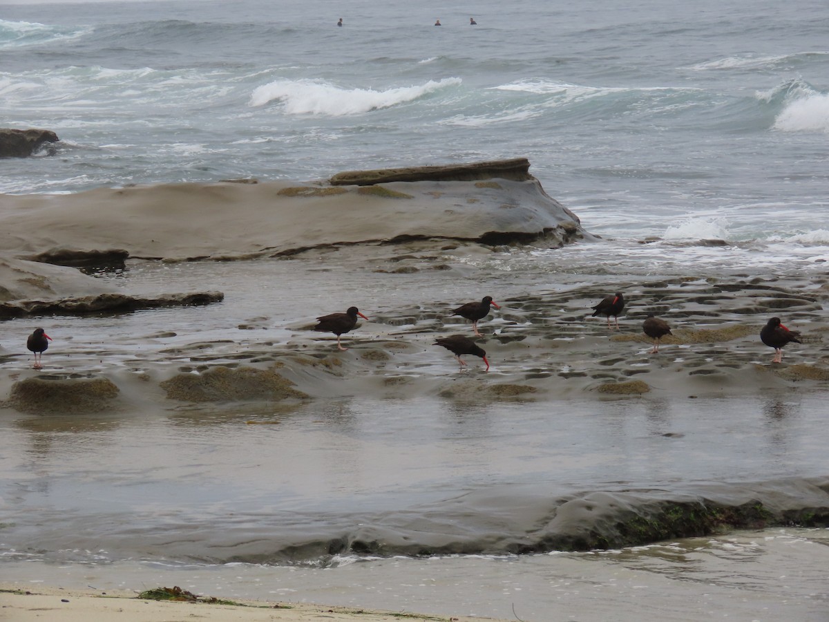 Black Oystercatcher - ML641386826