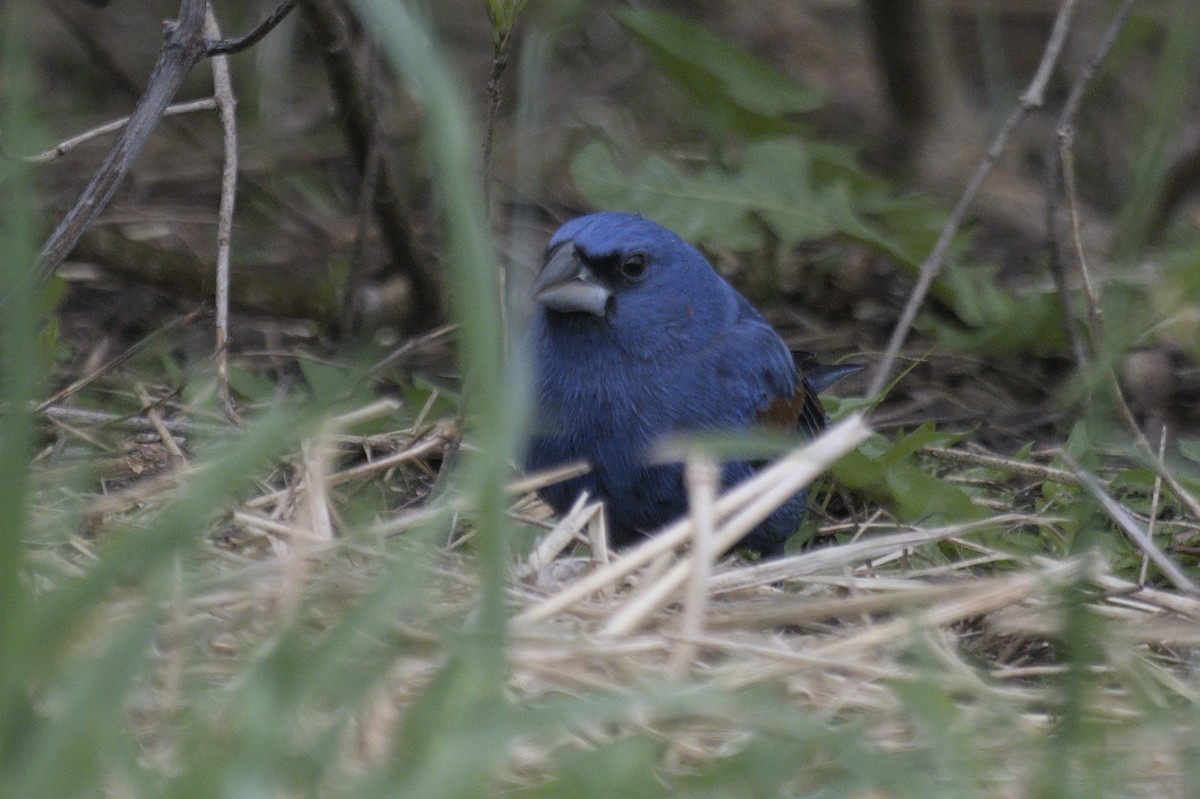 Guiraca bleu - ML641386838