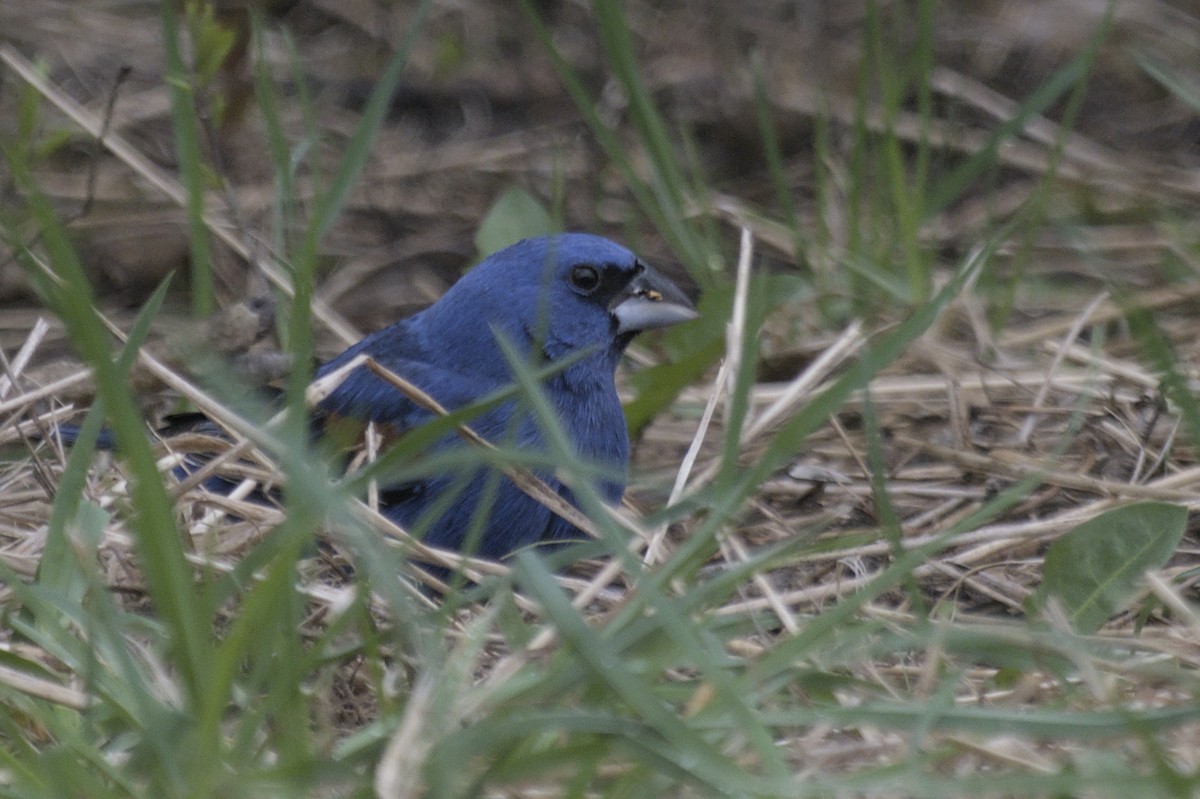 Guiraca bleu - ML641386839