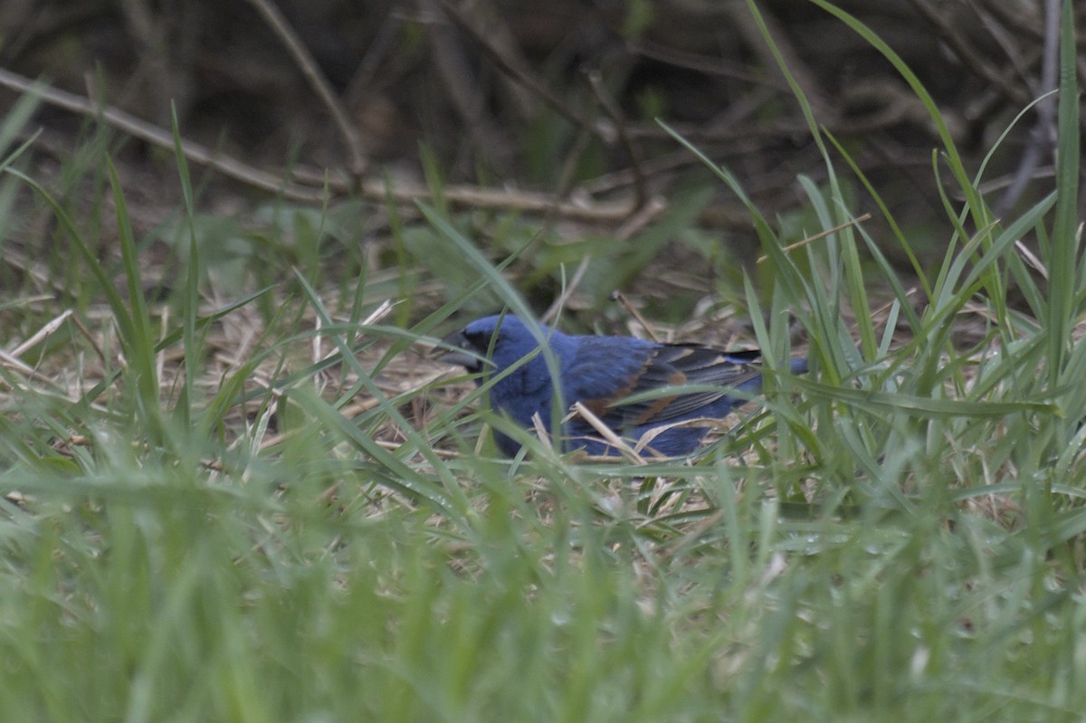 Guiraca bleu - ML641386840
