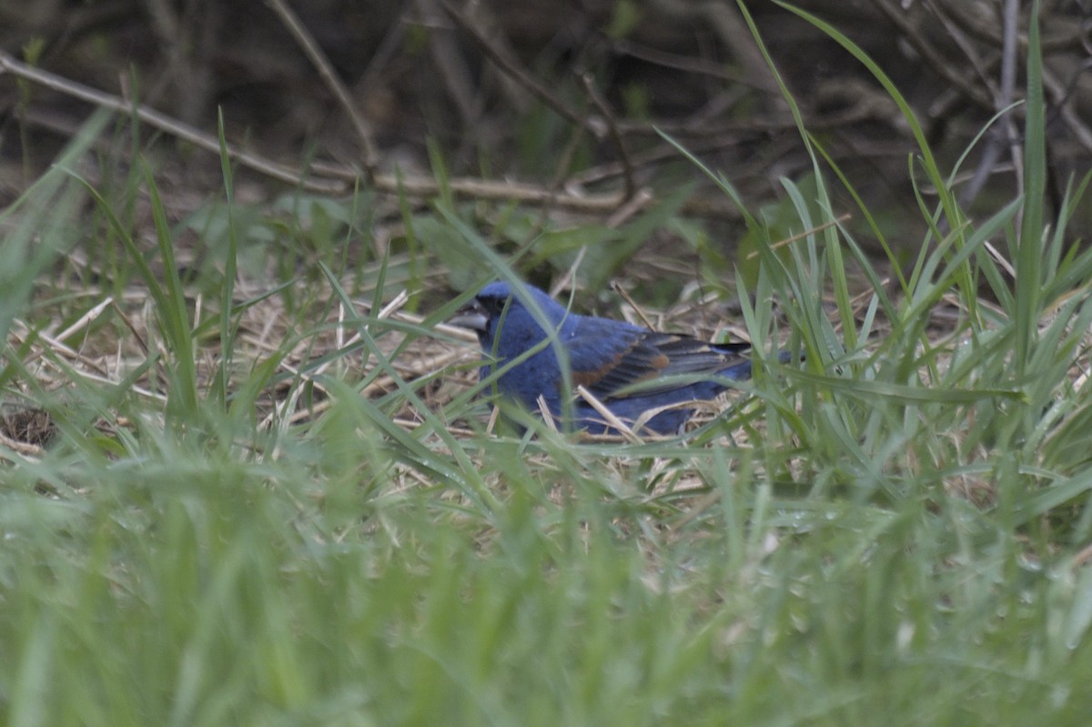 Guiraca bleu - ML641386841