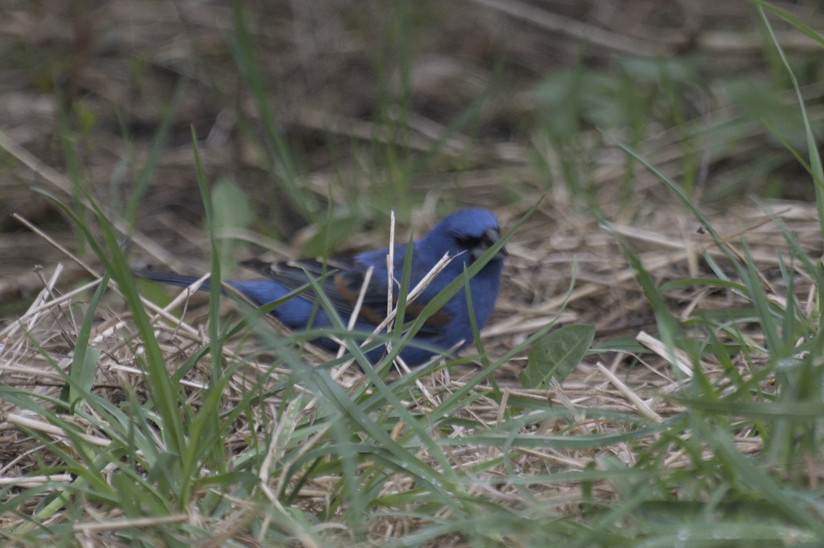 Guiraca bleu - ML641386842