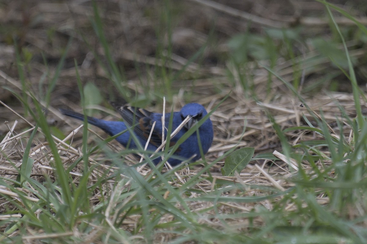 Guiraca bleu - ML641386843