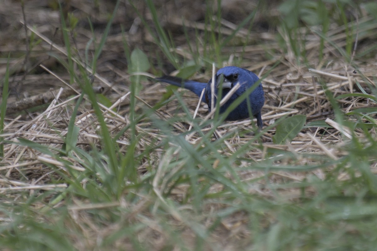 Guiraca bleu - ML641386844