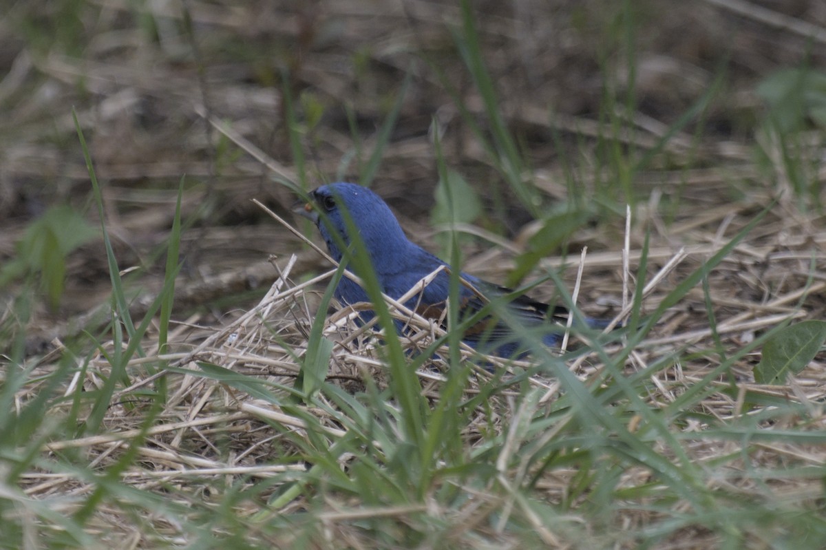 Guiraca bleu - ML641386845