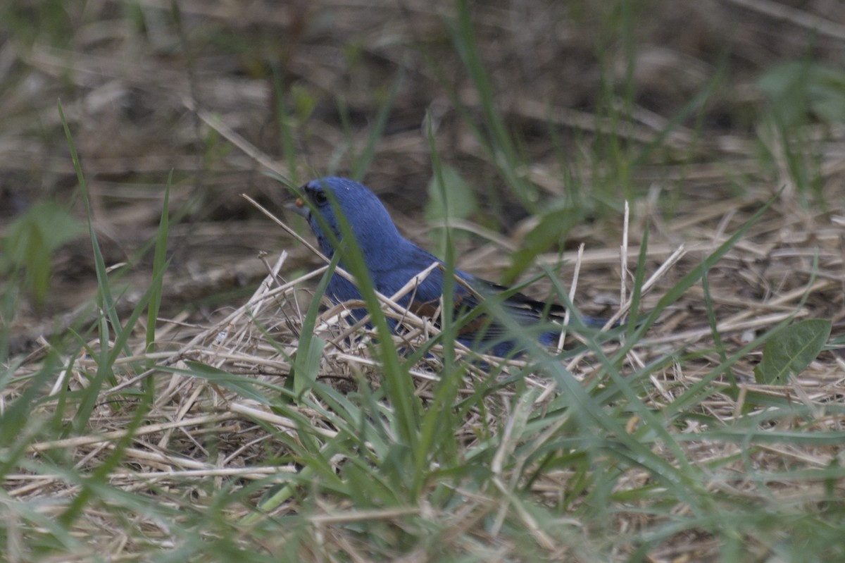 Guiraca bleu - ML641386846