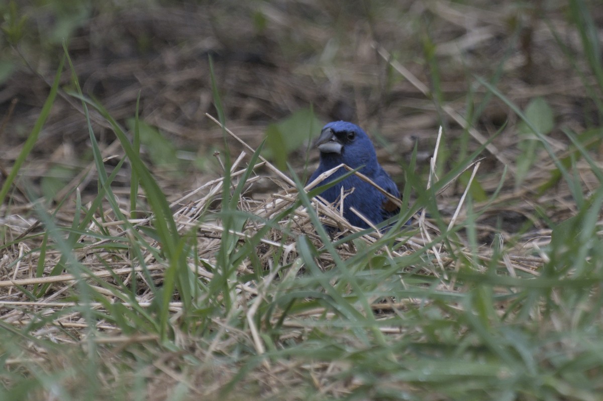 Guiraca bleu - ML641386847