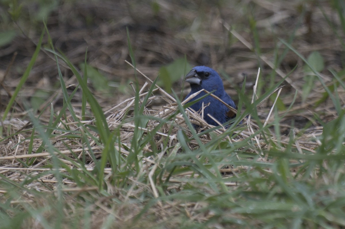 Guiraca bleu - ML641386848