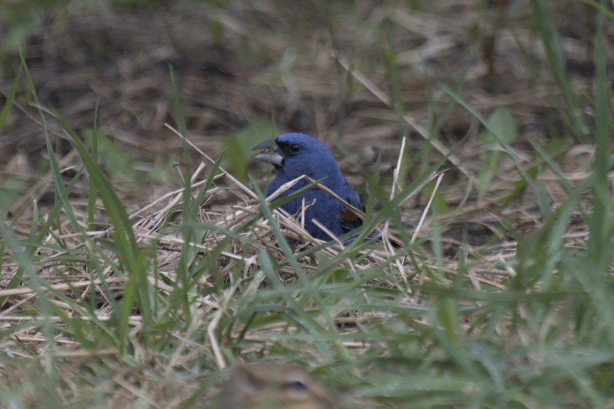 Guiraca bleu - ML641386849