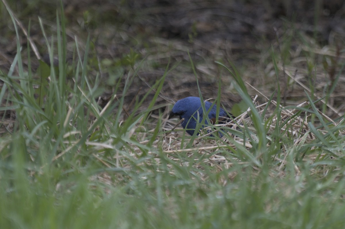 Guiraca bleu - ML641386850