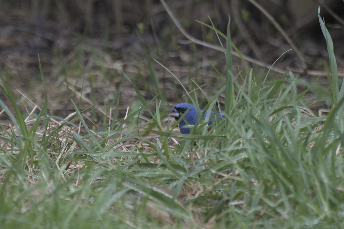 Guiraca bleu - ML641386851