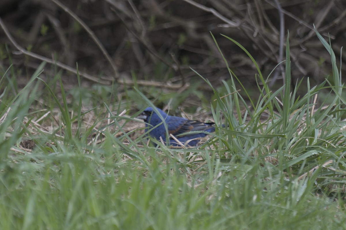 Guiraca bleu - ML641386852