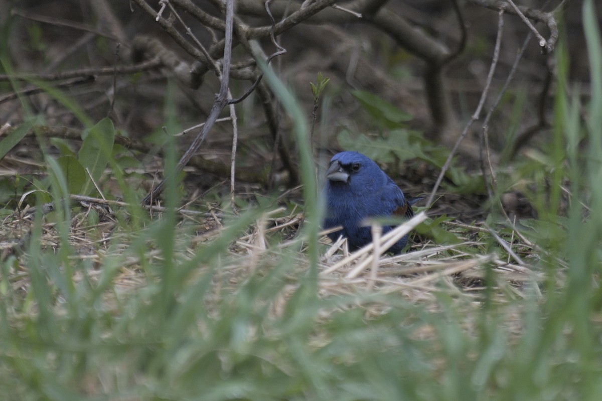 Guiraca bleu - ML641386853