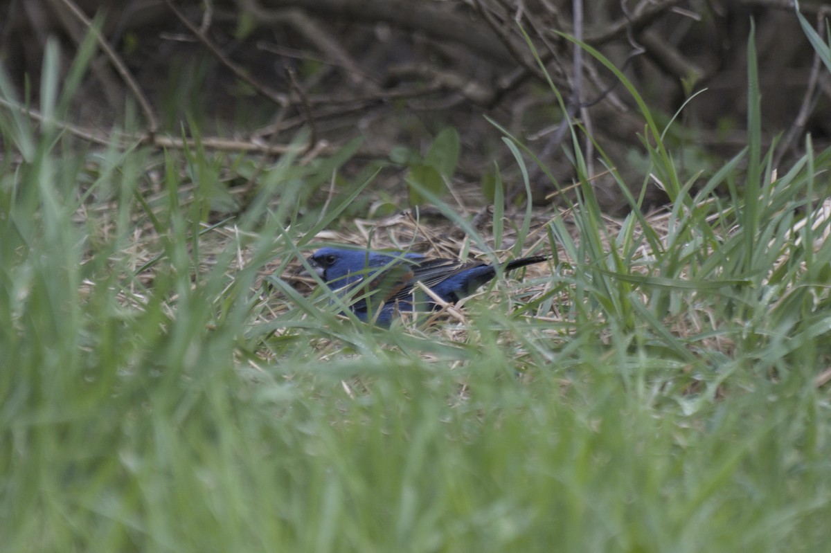 Guiraca bleu - ML641386855