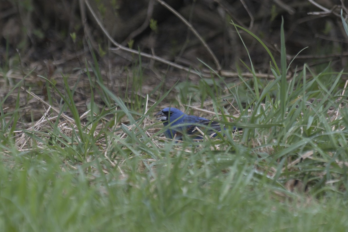 Guiraca bleu - ML641386856