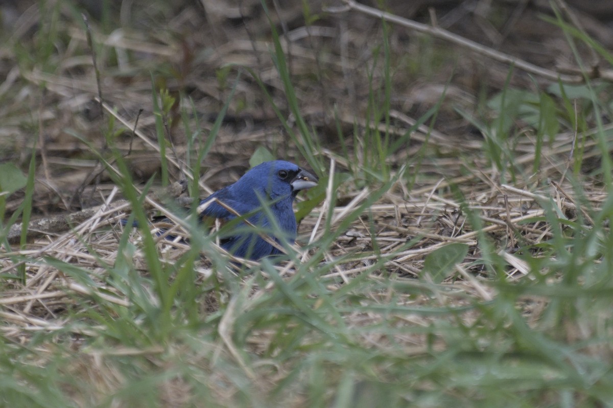 Guiraca bleu - ML641386858