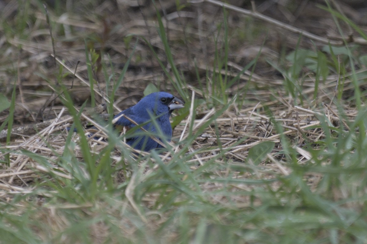 Guiraca bleu - ML641386859