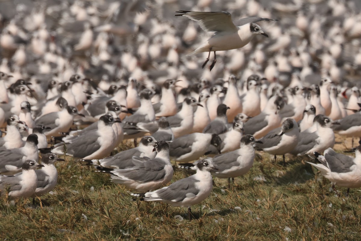 Mouette de Franklin - ML641386866