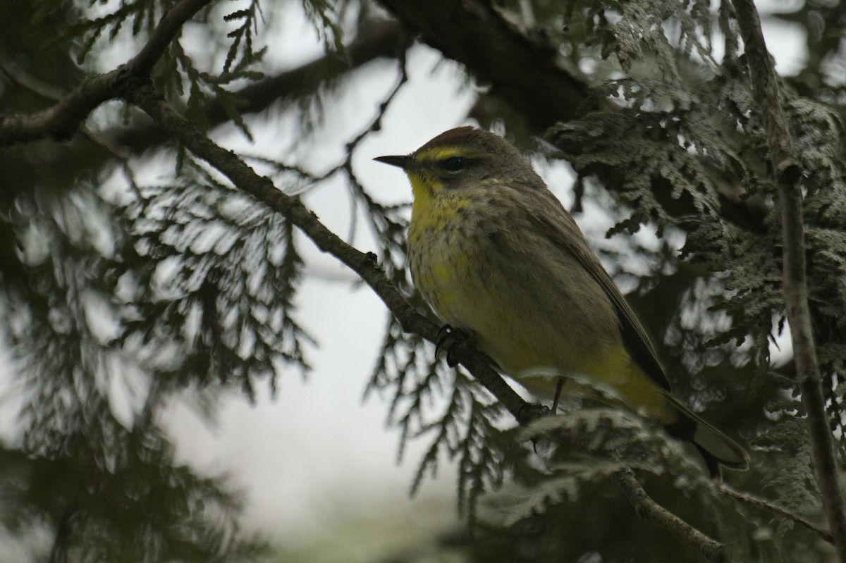Palm Warbler - ML641386881