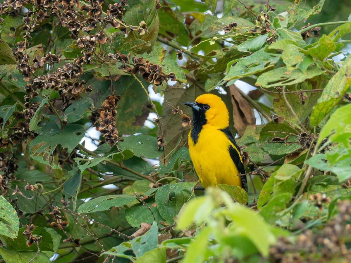 Yellow-tailed Oriole - ML641386913