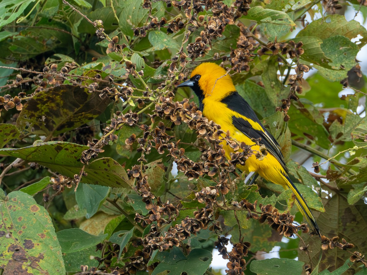 Yellow-tailed Oriole - ML641386914