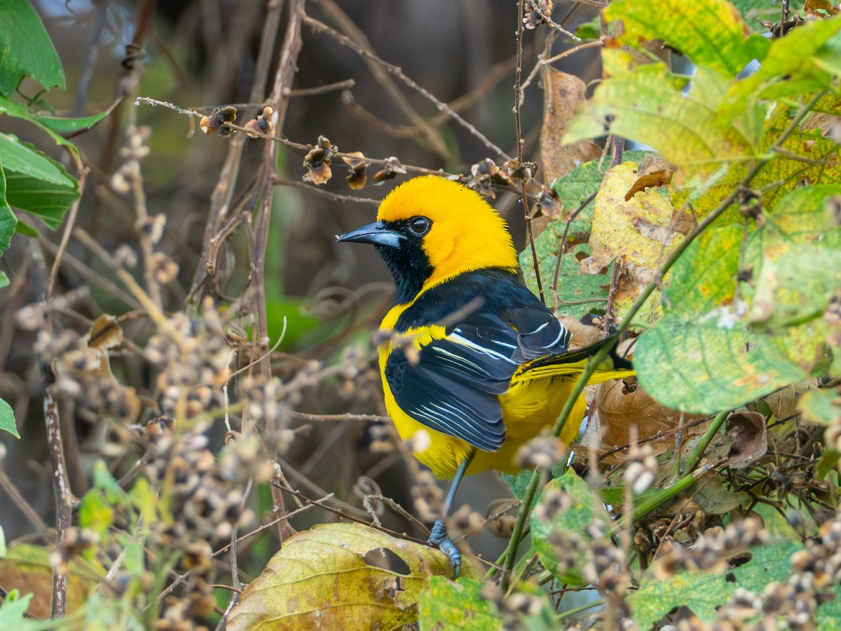 Yellow-tailed Oriole - ML641386915
