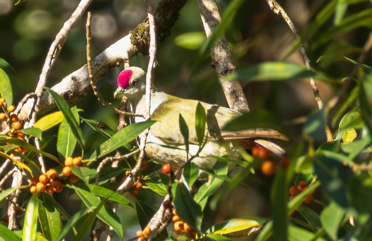 Crimson-crowned Fruit-Dove (Samoan) - ML641386931