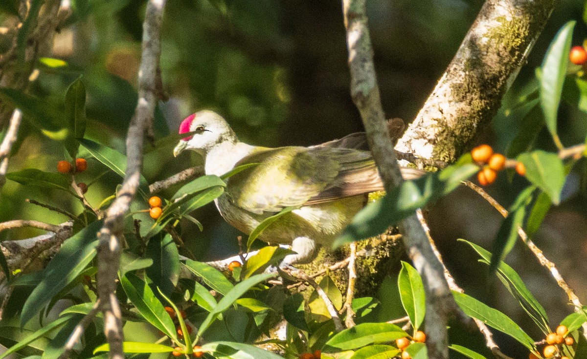 Crimson-crowned Fruit-Dove (Samoan) - ML641386932