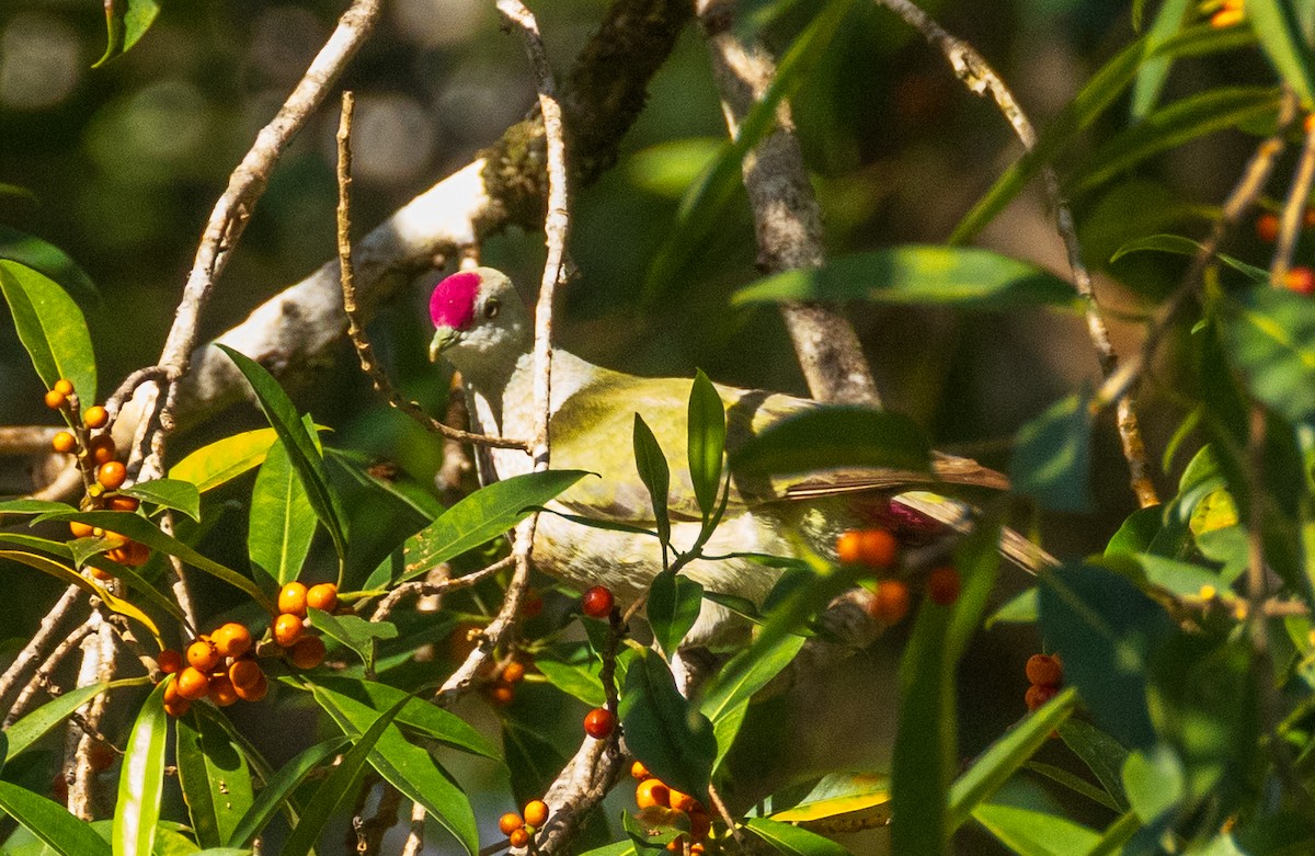 Crimson-crowned Fruit-Dove (Samoan) - ML641386933
