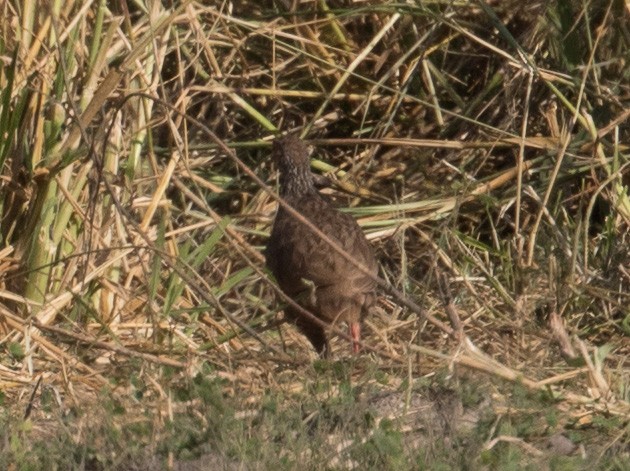 African Crake - ML641386963