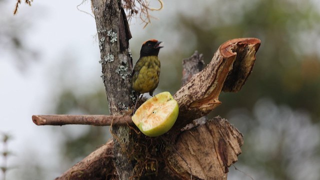 Black-faced Brushfinch - ML641386981