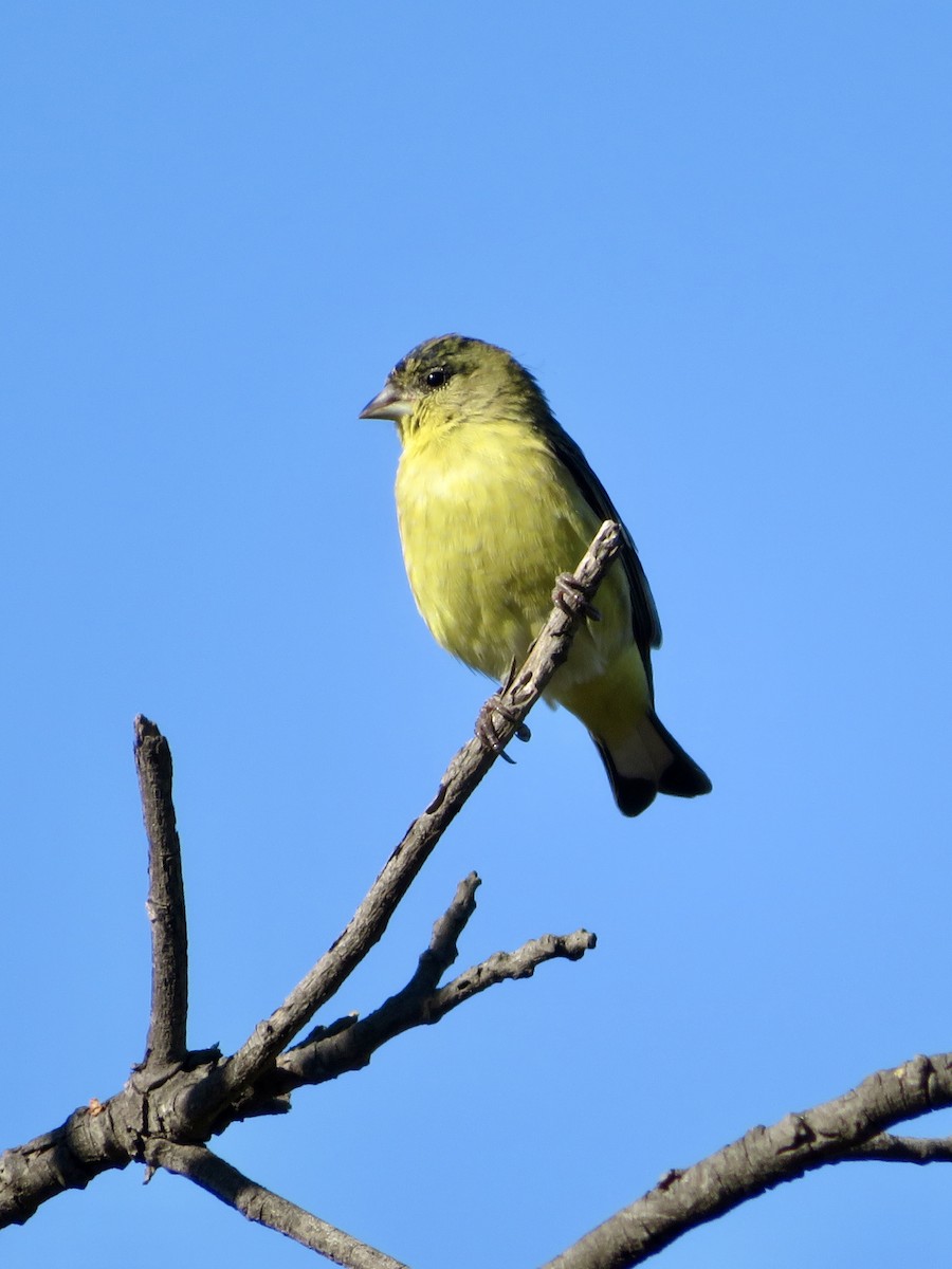 Chardonneret mineur - ML641386982