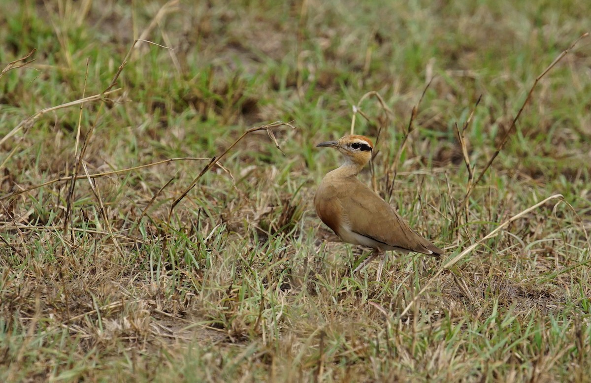 Temminck's Courser - ML641386993