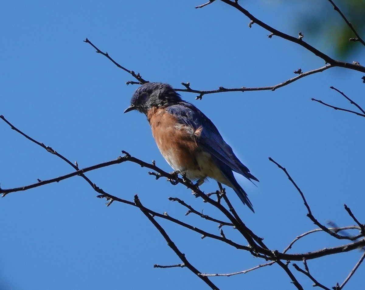 Eastern Bluebird - ML641387021