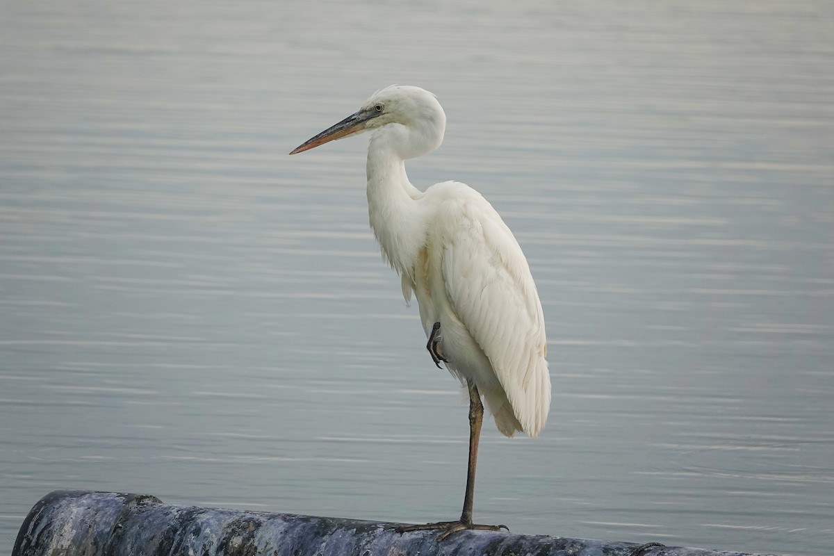 Great Blue Heron (Great White) - ML641387022