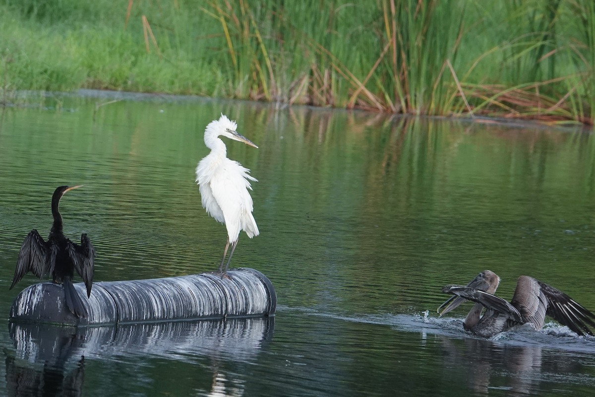 Great Blue Heron (Great White) - ML641387023