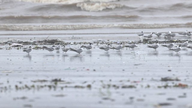 Common Tern - ML641387029