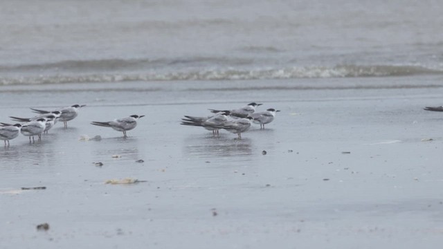 Common Tern - ML641387031