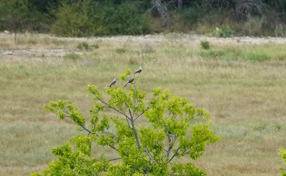 Scissor-tailed Flycatcher - ML641387033
