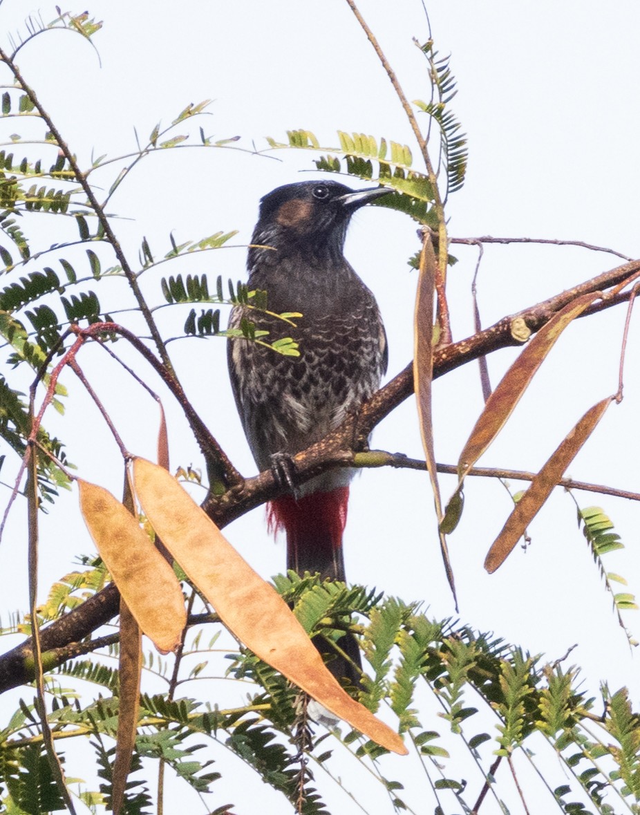 Samoan Starling - ML641387034