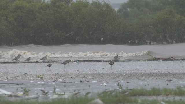 Eurasian Curlew - ML641387041