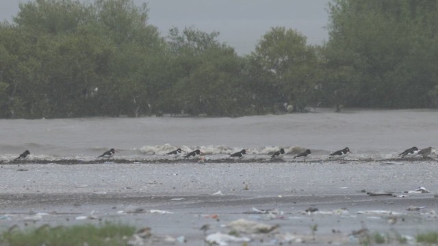 Eurasian Oystercatcher - ML641387066
