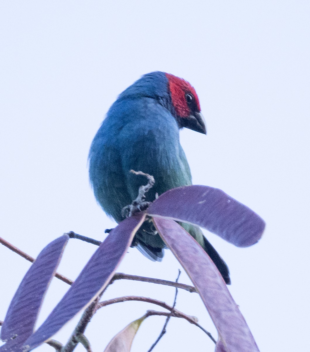 Royal Parrotfinch (Samoan) - ML641387068