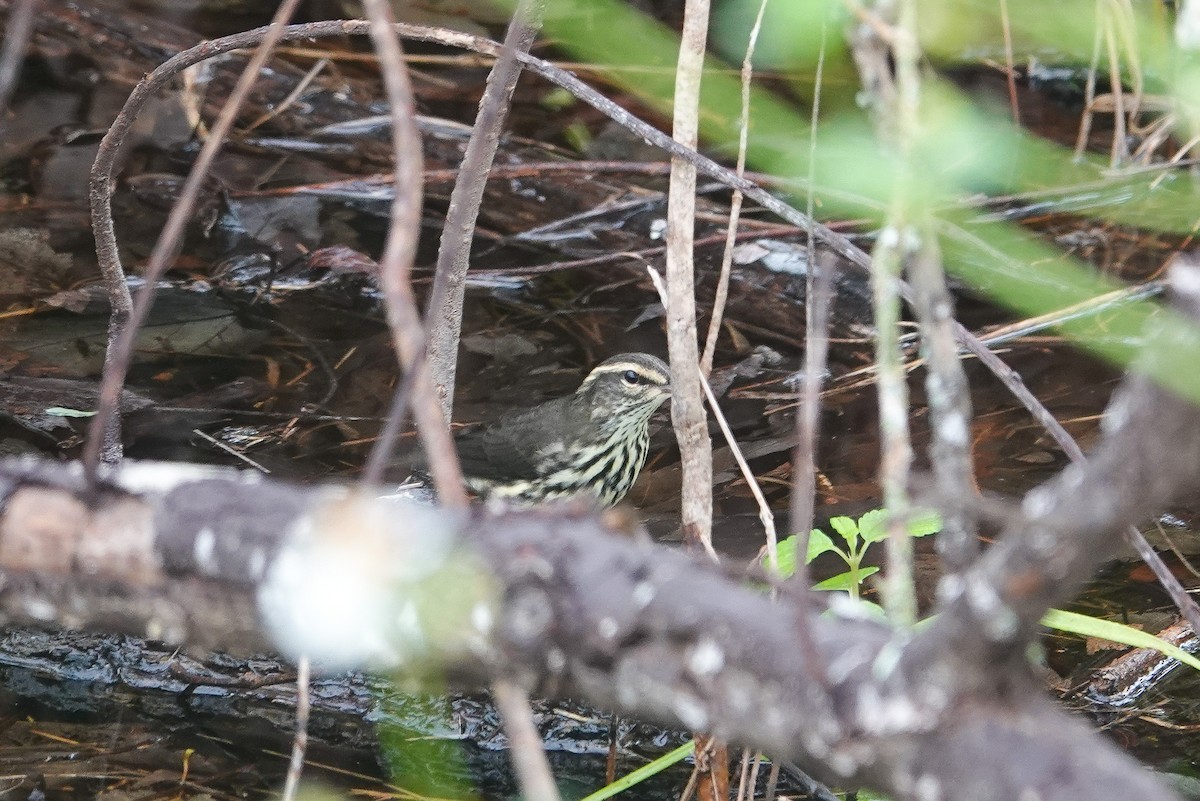 Northern Waterthrush - ML641387071