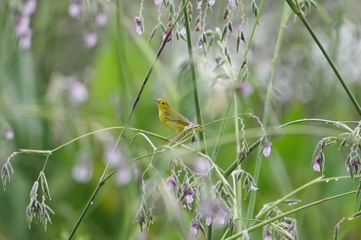 Northern Yellow Warbler - ML641387073