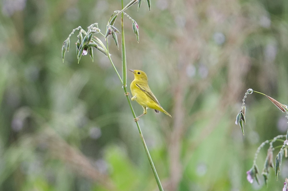 Northern Yellow Warbler - ML641387074