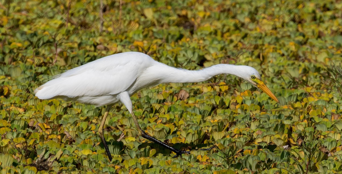 Yellow-billed Egret - ML641387078