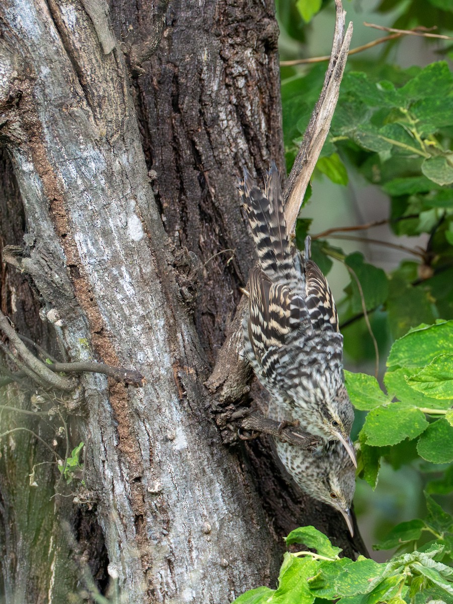 Fasciated Wren - ML641387081