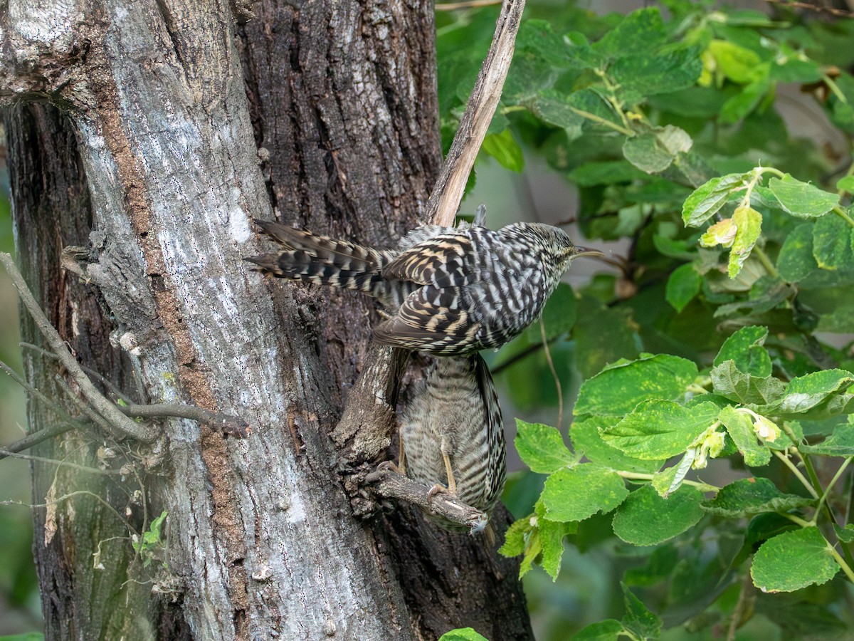 Fasciated Wren - ML641387082