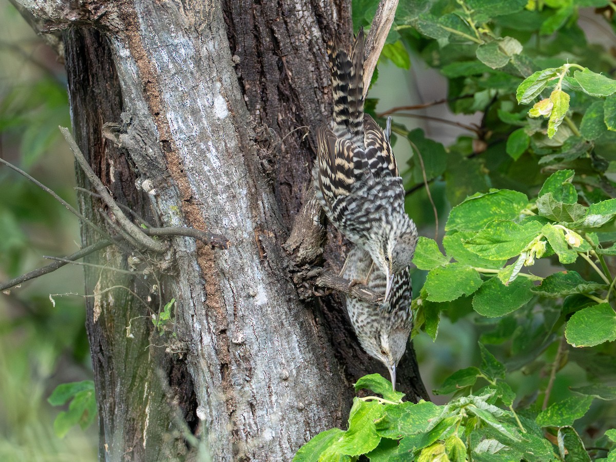 Fasciated Wren - ML641387083